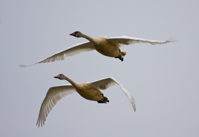 Trumpeter Swans In Flight